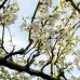 Slivka domáca (Prunus Domestica) ´PRESIDENT´- výška 240 cm, obvod kmeňa 20/25 cm, kont. C230L - TVAROVANÁ STENA